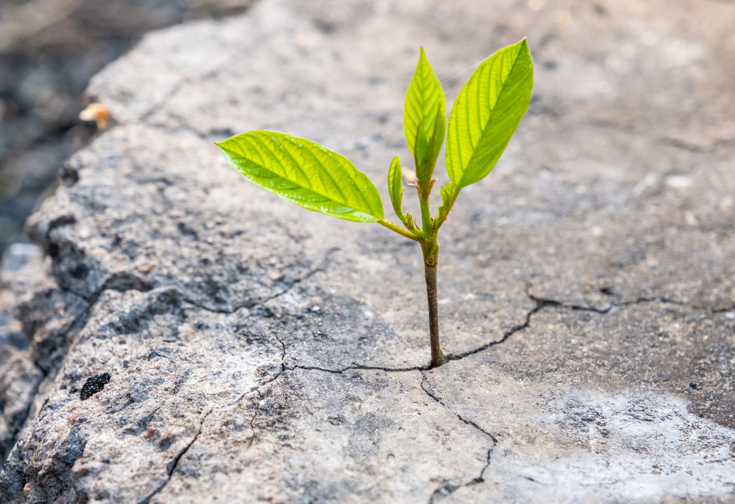 New development and renewal as a business concept for the development of leadership success, like a strong seedling breaking through concrete, a seedling breaking through asphalt